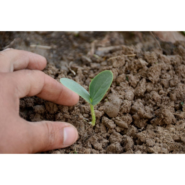 Courge à huile Miranda 