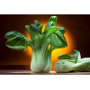 Chou de Chine Pak Choi 