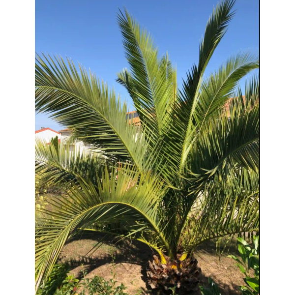 Graines Phoenix canariensis