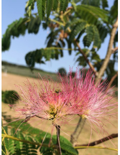 Graines Albizia Julibrissin -Arbre à soie