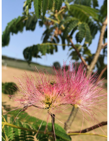 Graines Albizia Julibrissin -Arbre à soie