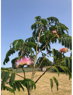 Graines Albizia Julibrissin -Arbre à soie 2