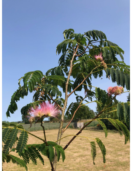 Graines Albizia Julibrissin -Arbre à soie