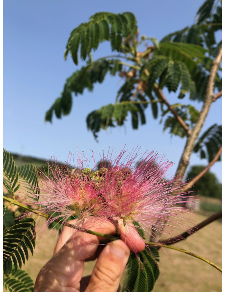 Graines Albizia Julibrissin -Arbre à soie