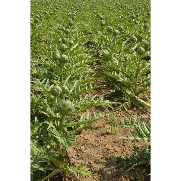 Graines d'Artichaut vert globe
