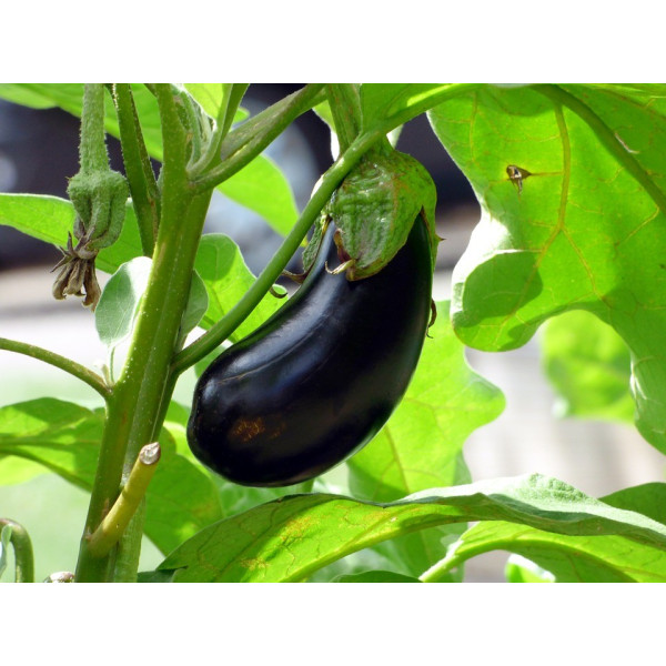 Aubergine Bonica