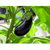 Aubergine Bonica