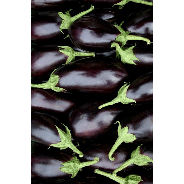 Graines d'Aubergine Bonica