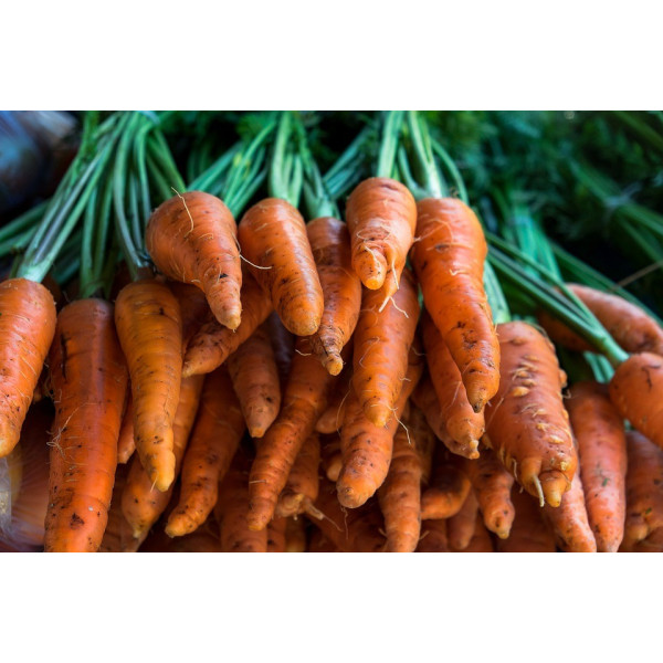 Graines de Carotte 1/2 longue Chantenay