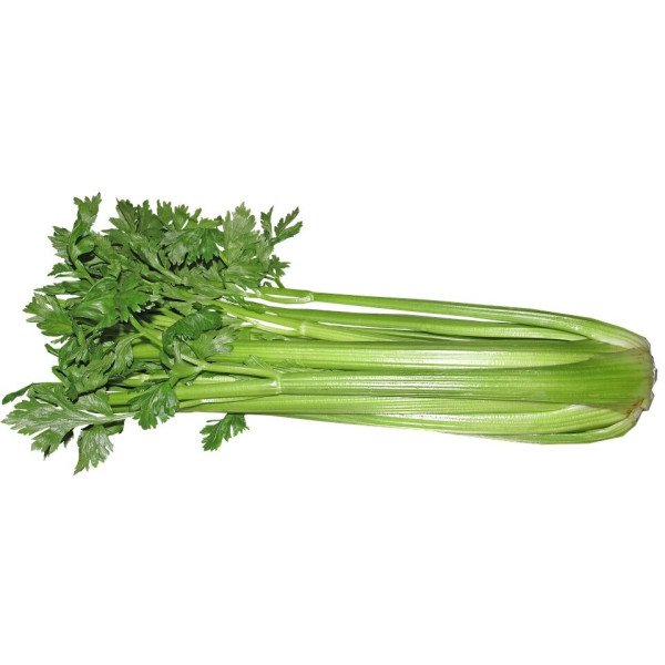 Céléri branche Géant doré amélioré
