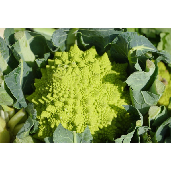 Chou brocolis Romanesco