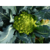 Graines de Chou brocolis Romanesco