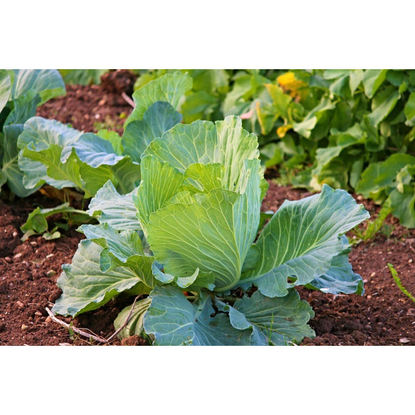 Graines de Choux cabus de Brunswick