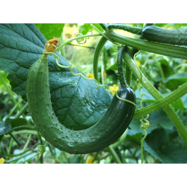 Graines de Concombre Vert long maraicher
