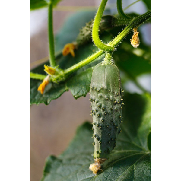 Graines de Cornichon vert petit de Paris