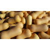 Graines de courge butternut Waltham
