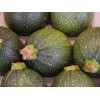 Courgette Ronde de Nice