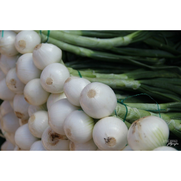 Graines d'Oignons blanc hâtif de Paris