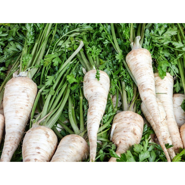 Graines de Panais 1/2 long Guernesey