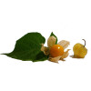 Physalis Peruviana coqueret du Perou