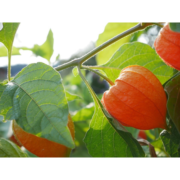 Graines de Physalis Peruviana coqueret du Perou