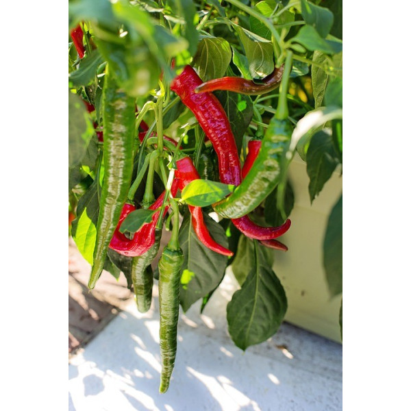 Piment Cayenne