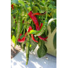 Piment Cayenne