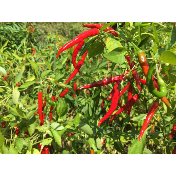 Graines de Piment de Cayenne