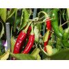Piment Doux des Landes