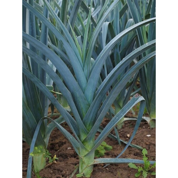 Graines de Poireau bleu de Solaise