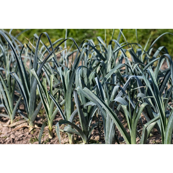 Graines de Poireau bleu de Solaise