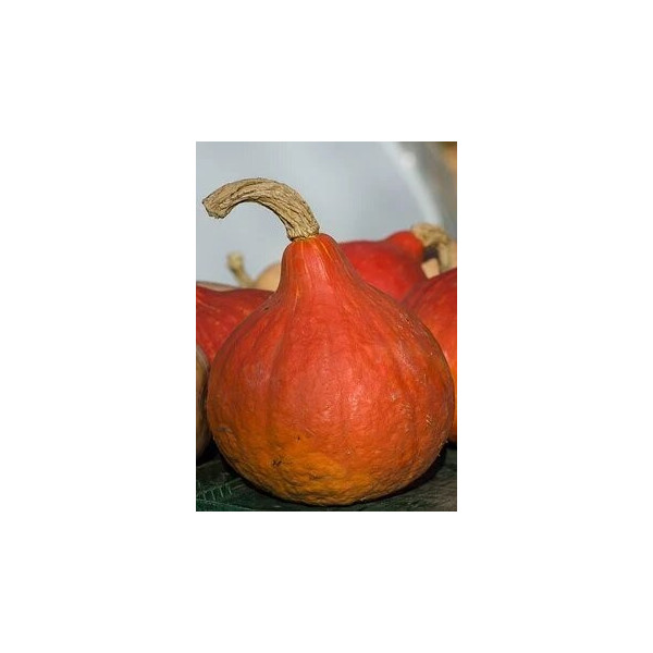 Graines de Potimarron Uchiki kuri