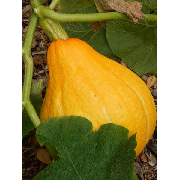 Graines de Potimarron Uchiki kuri