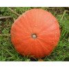 Potiron Rouge d'Etampes