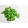 Basilic  Grand vert