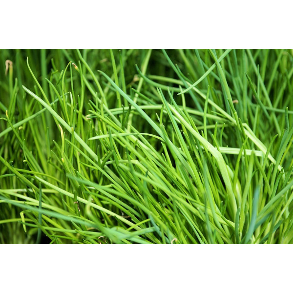 Graines de Ciboulette Civette