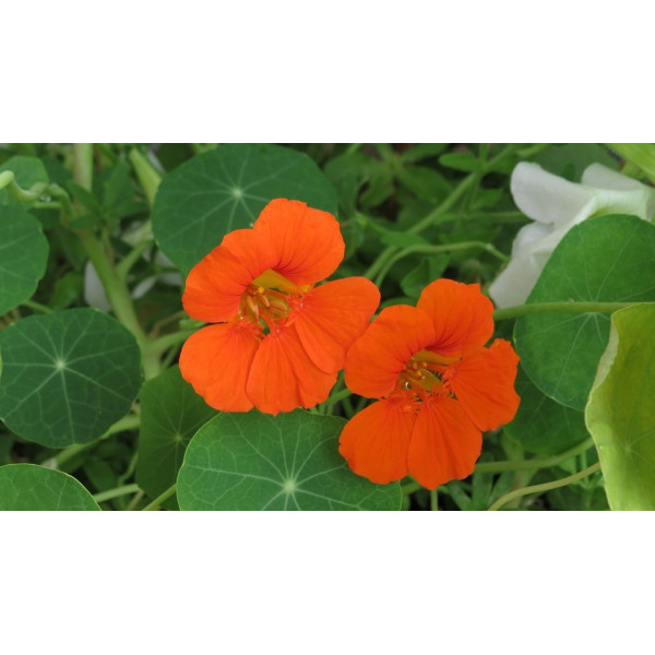 Capucine  Naine tom pouce