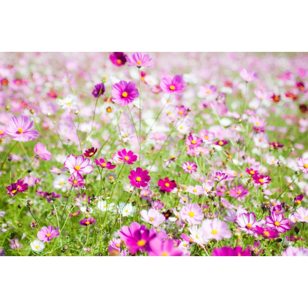 Graines de Cosmos sensation varié