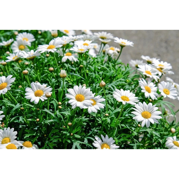 Grande marguerite Reine de mai