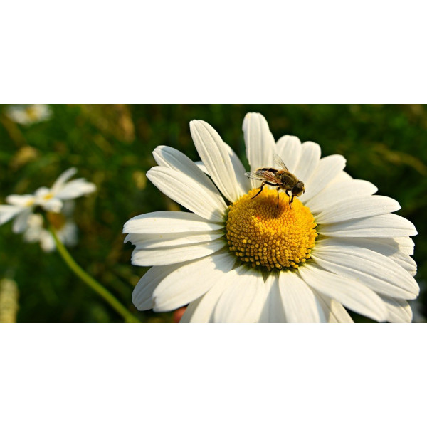 Graines de Grande marguerite reine de mai