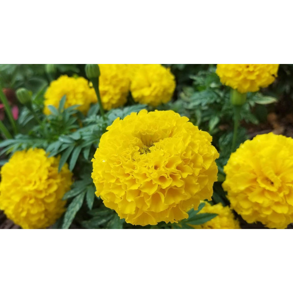 Rose d'inde Double grande varié