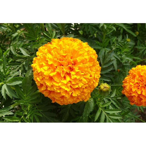 Graines de Rose d'Inde double grande varié