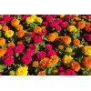Zinnia A fleur de dahlia varié
