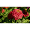 Graines de Zinnia à fleur de dahlia varié