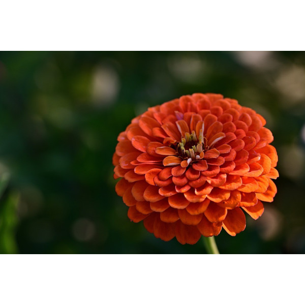 Graines de Zinnia à fleur de dahlia varié