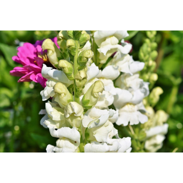 Graines de Muflier 1/2 nain majestic varié