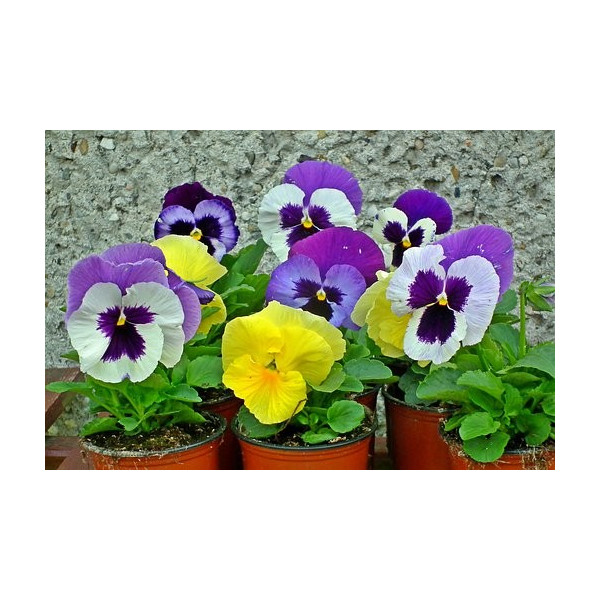 25 Graines Pensée Géante De Suisse - Viola Tricolor - Fleurs Colorées Pour Jardin, Pot Ou Balcon