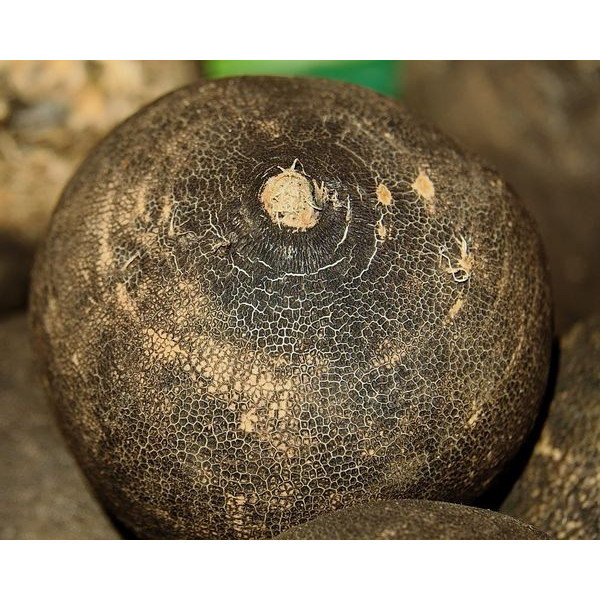 radis noir gros rond d'hiver