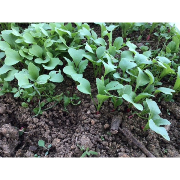 Graines de radis rond national