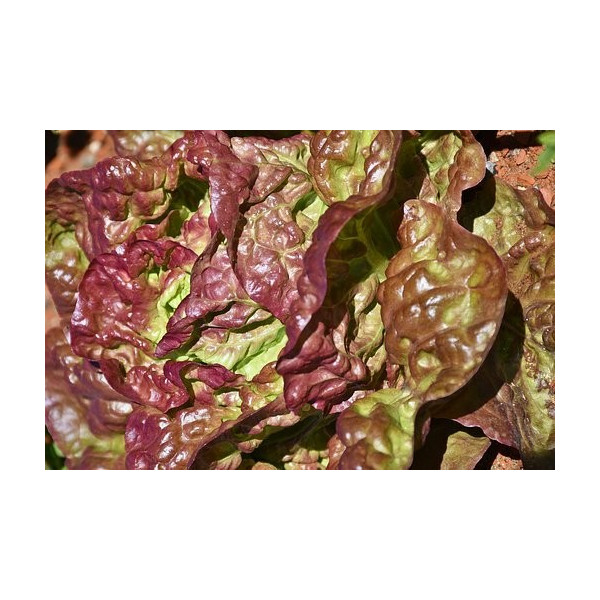 Graines de Laitue d'hiver brune d'hiver